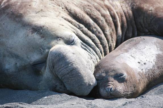 Um casal de elefantes-marinhos dorme na praia de Gold Harbour, na Geórgia do Sul